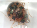 Omophron limbatum